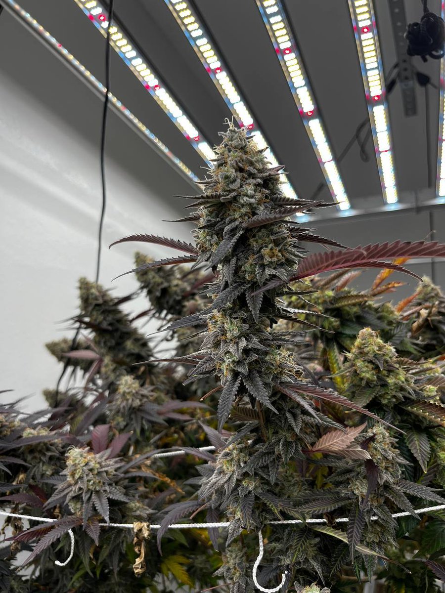 Cadu Brandão tweet media