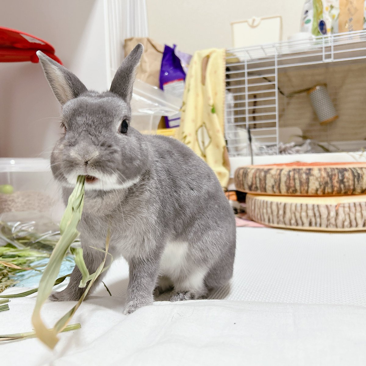 マリモ12歳🌸 tweet media