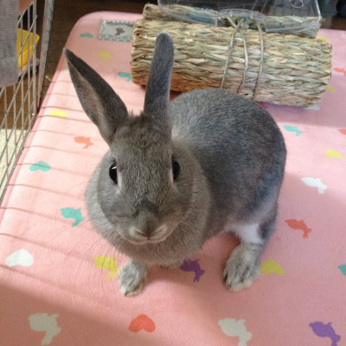 マリモ12歳🌸 tweet media