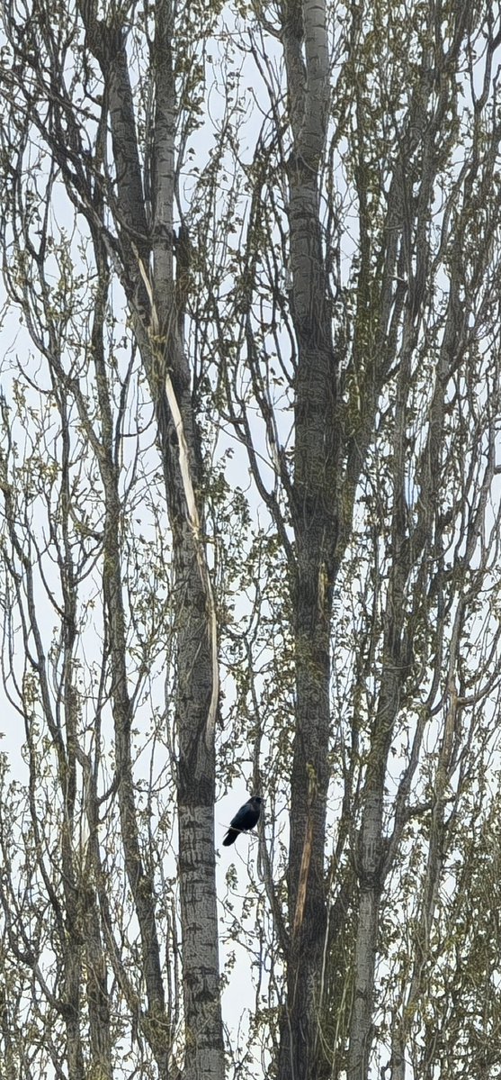 𝔾𝕖𝕖𝕞 𝔹𝕒𝕒 ™️ ⰃⰅⰅⰏ ⰁⰀⰀ tweet media