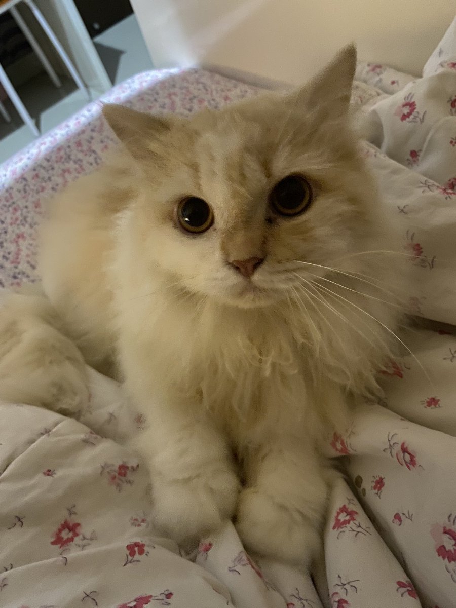 𓆩 GIO 𓆪 tweet media