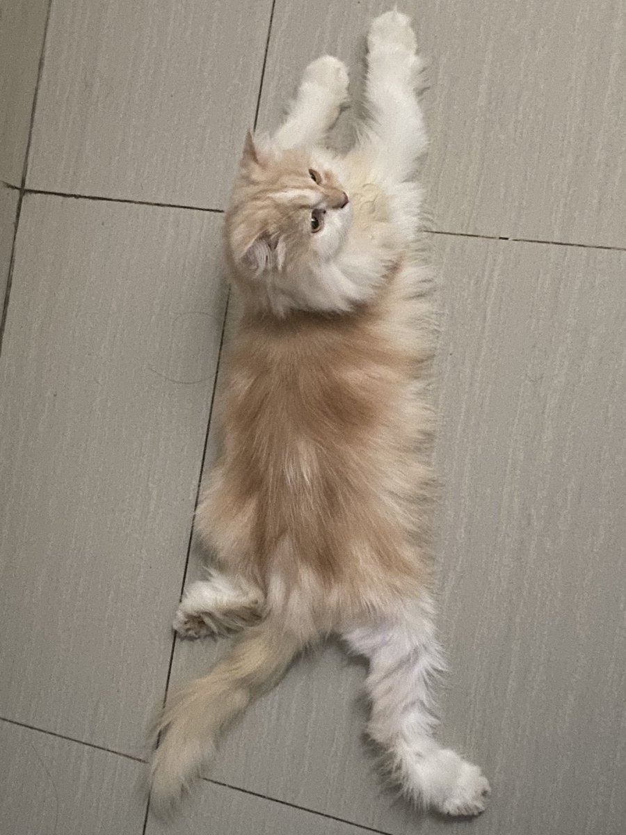 𓆩 GIO 𓆪 tweet media