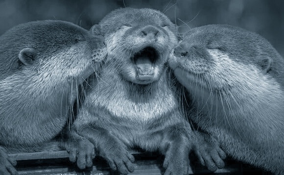 daily AG as otters 🦦 tweet media