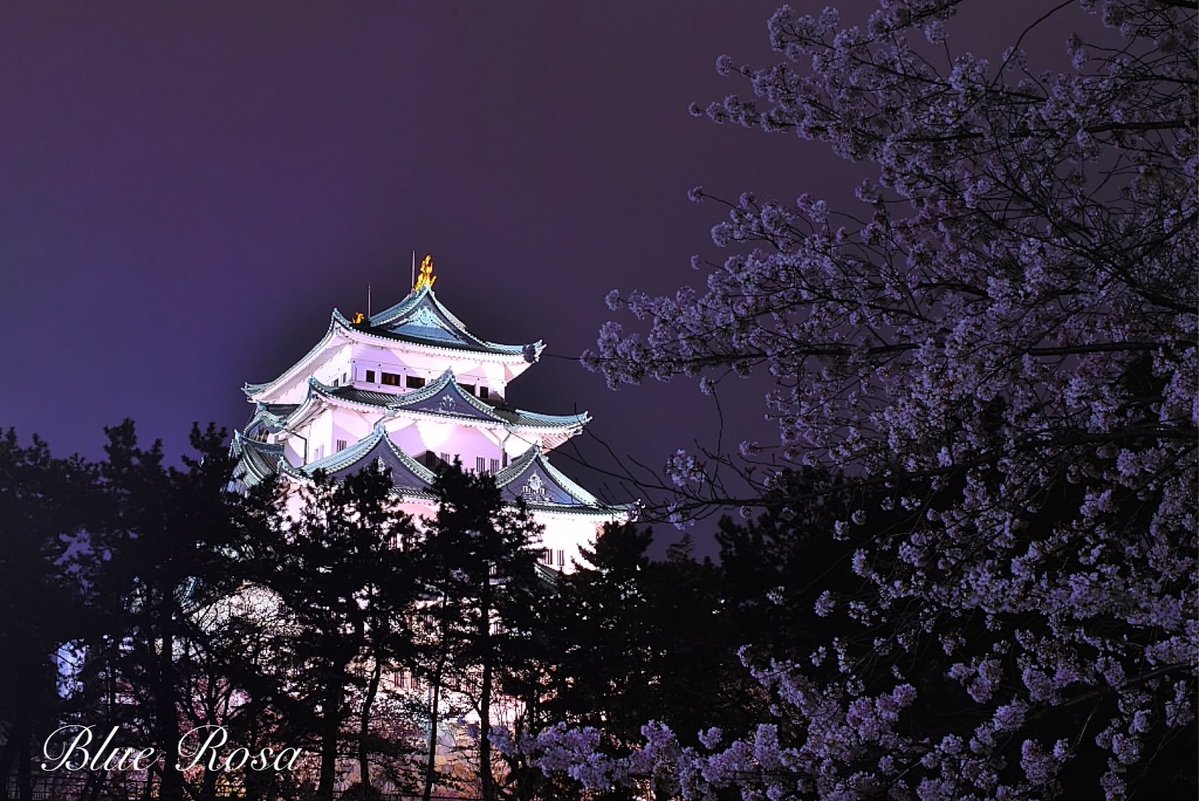 Blue Rosa tweet media