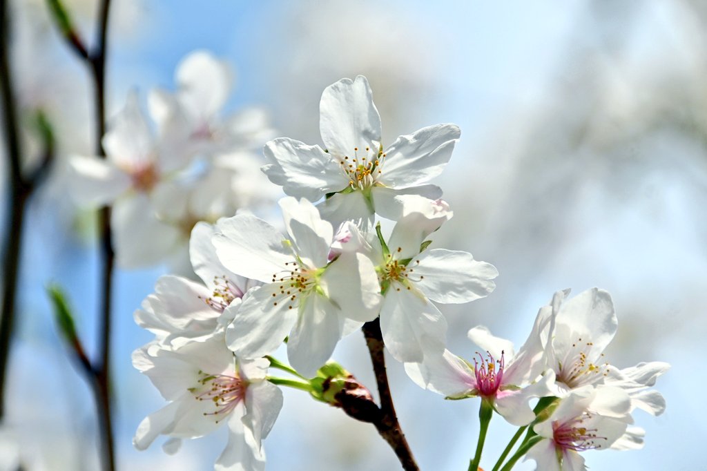 花と緑のTDRブログ_ユキヤナギ tweet media