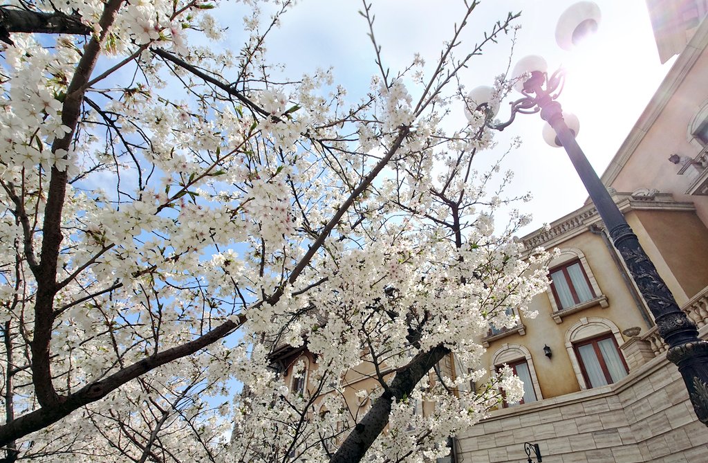 花と緑のTDRブログ_ユキヤナギ tweet media