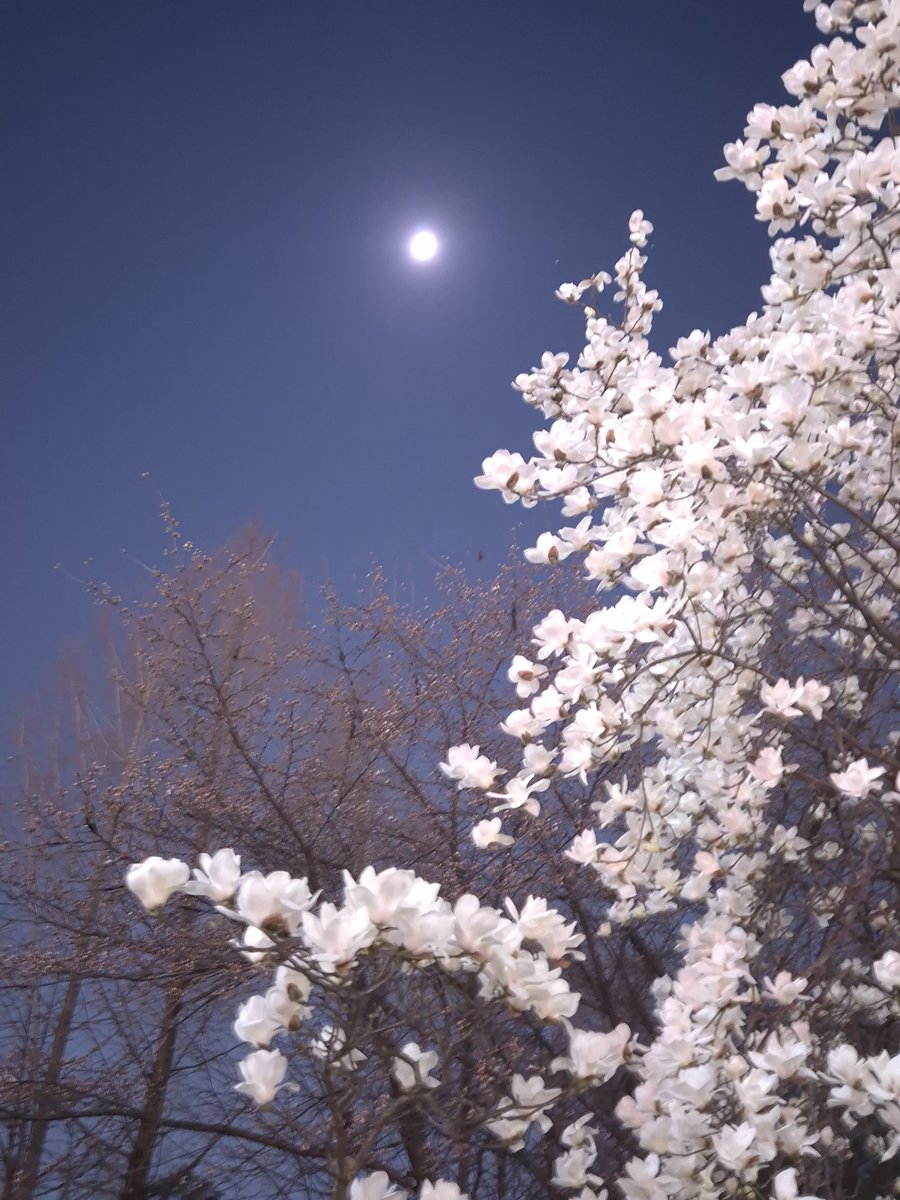 아리야나그란데사이즈 tweet media