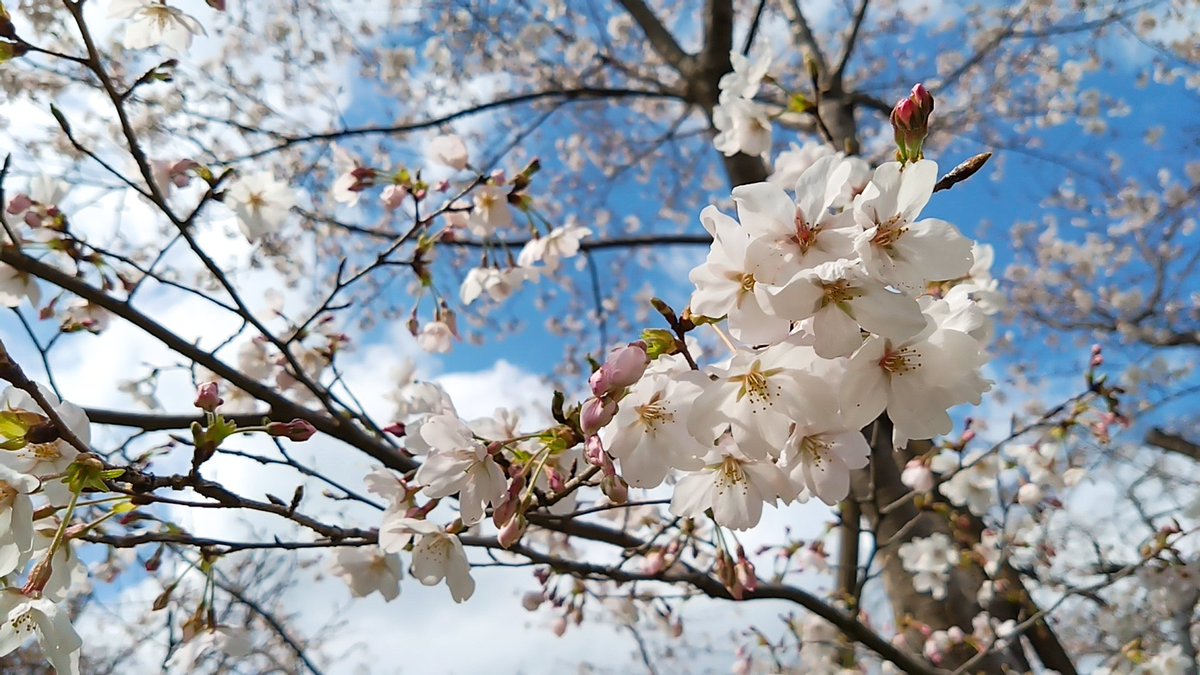 青井 茂林@ぽんぽこちゃぐま tweet media