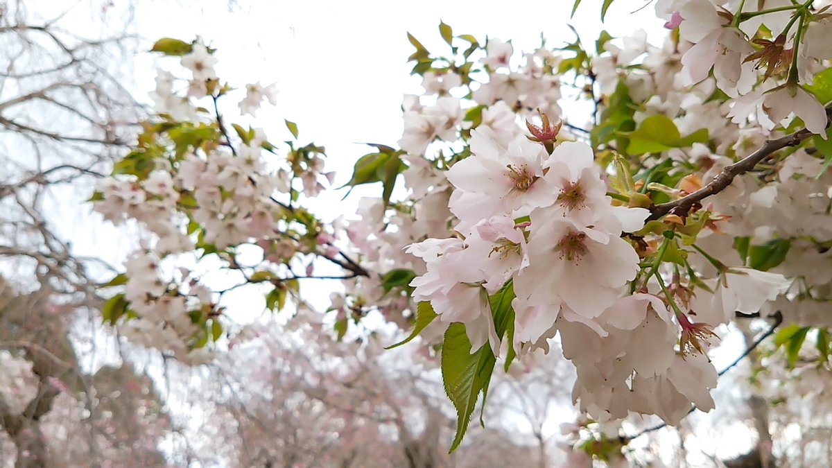 青井 茂林@ぽんぽこちゃぐま tweet media