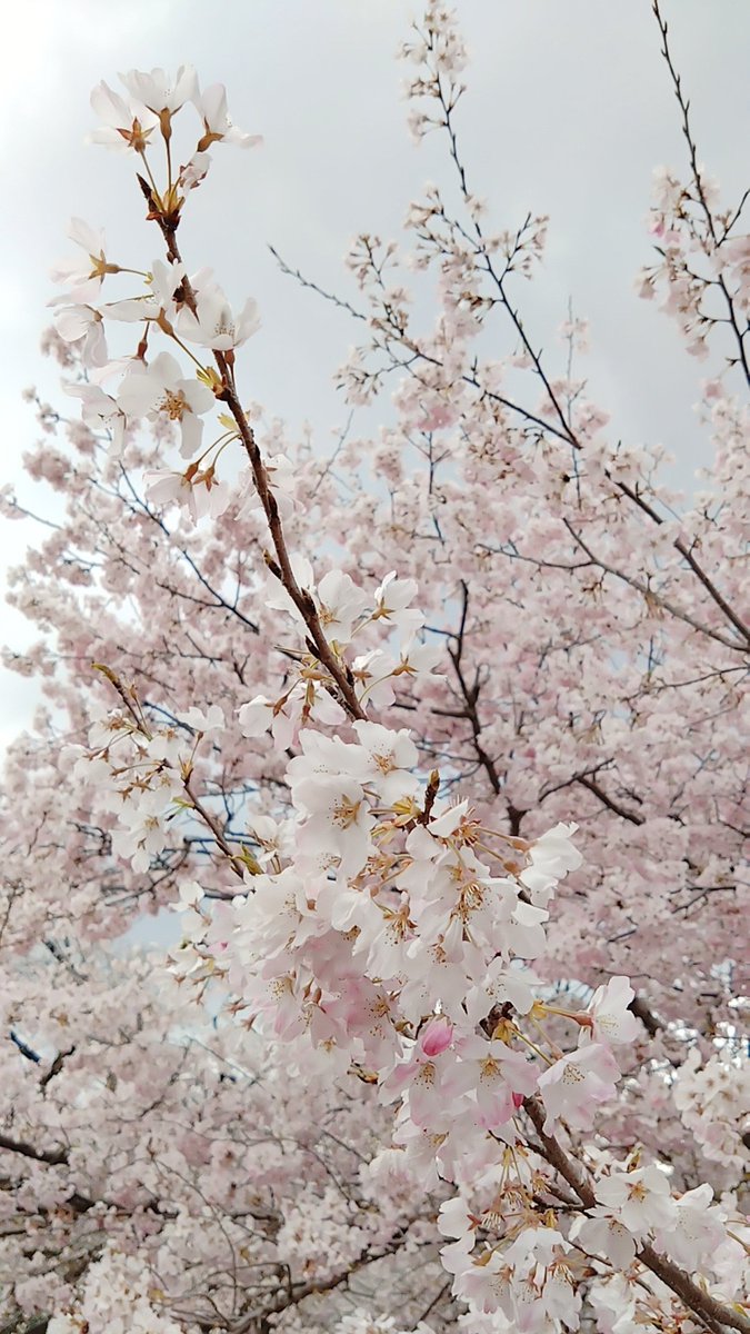 青井 茂林@ぽんぽこちゃぐま tweet media