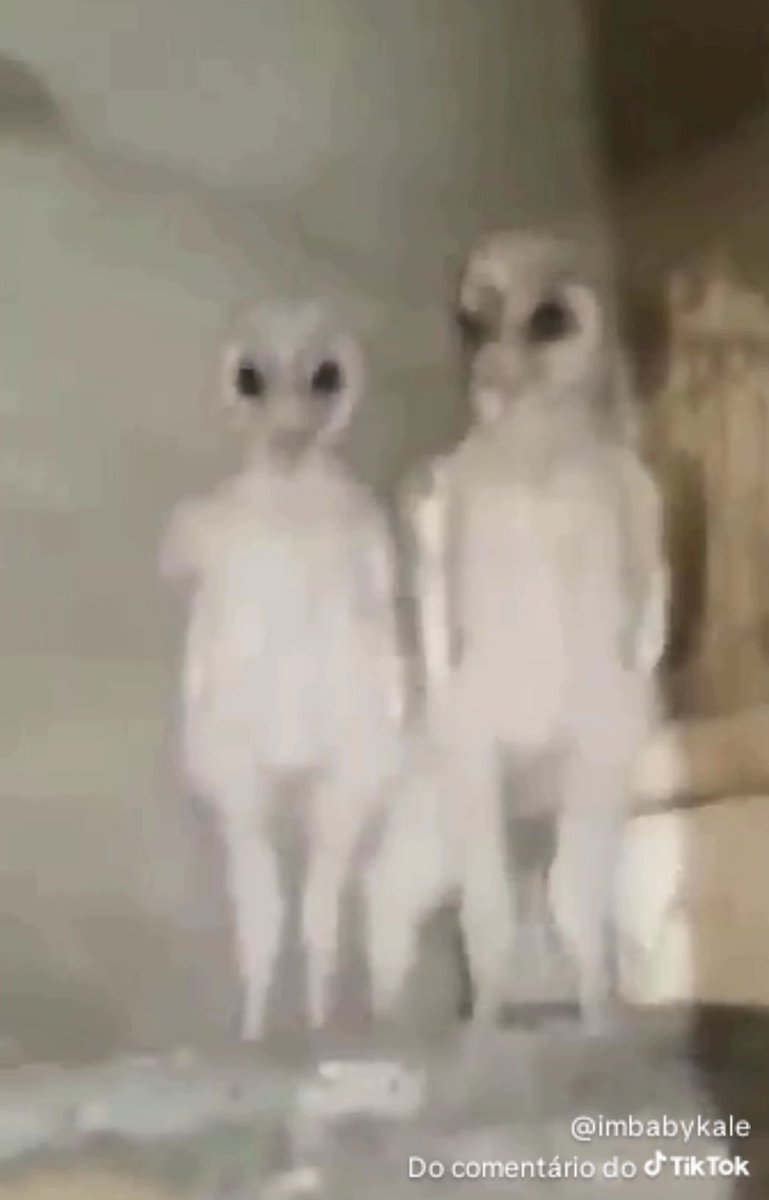 Lia miss felipemüllersxual 🌟🐟🐦‍⬛❄️ tweet media