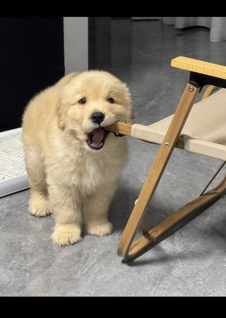 Dogs all the way tweet media