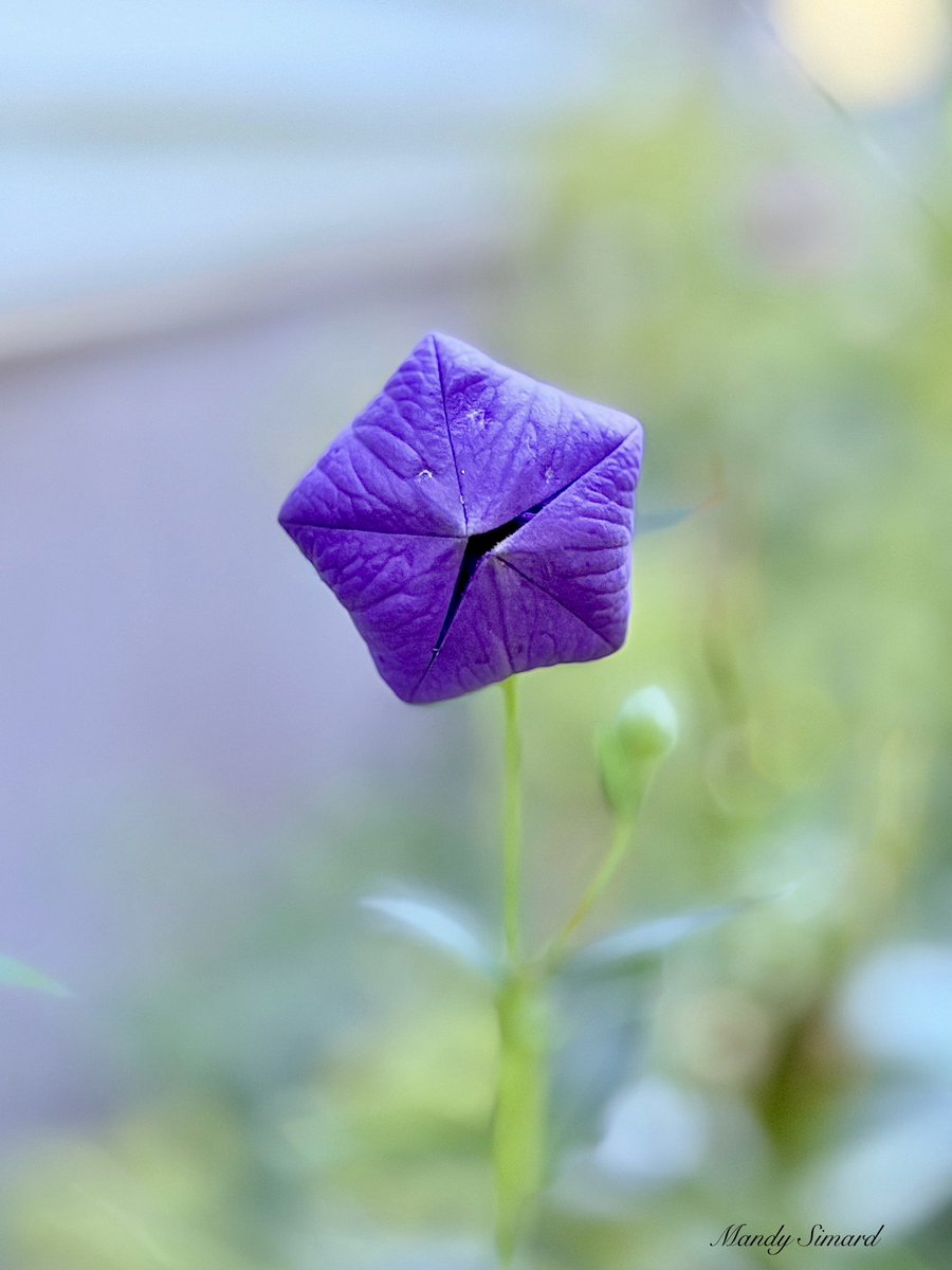 Mandy Simard tweet media