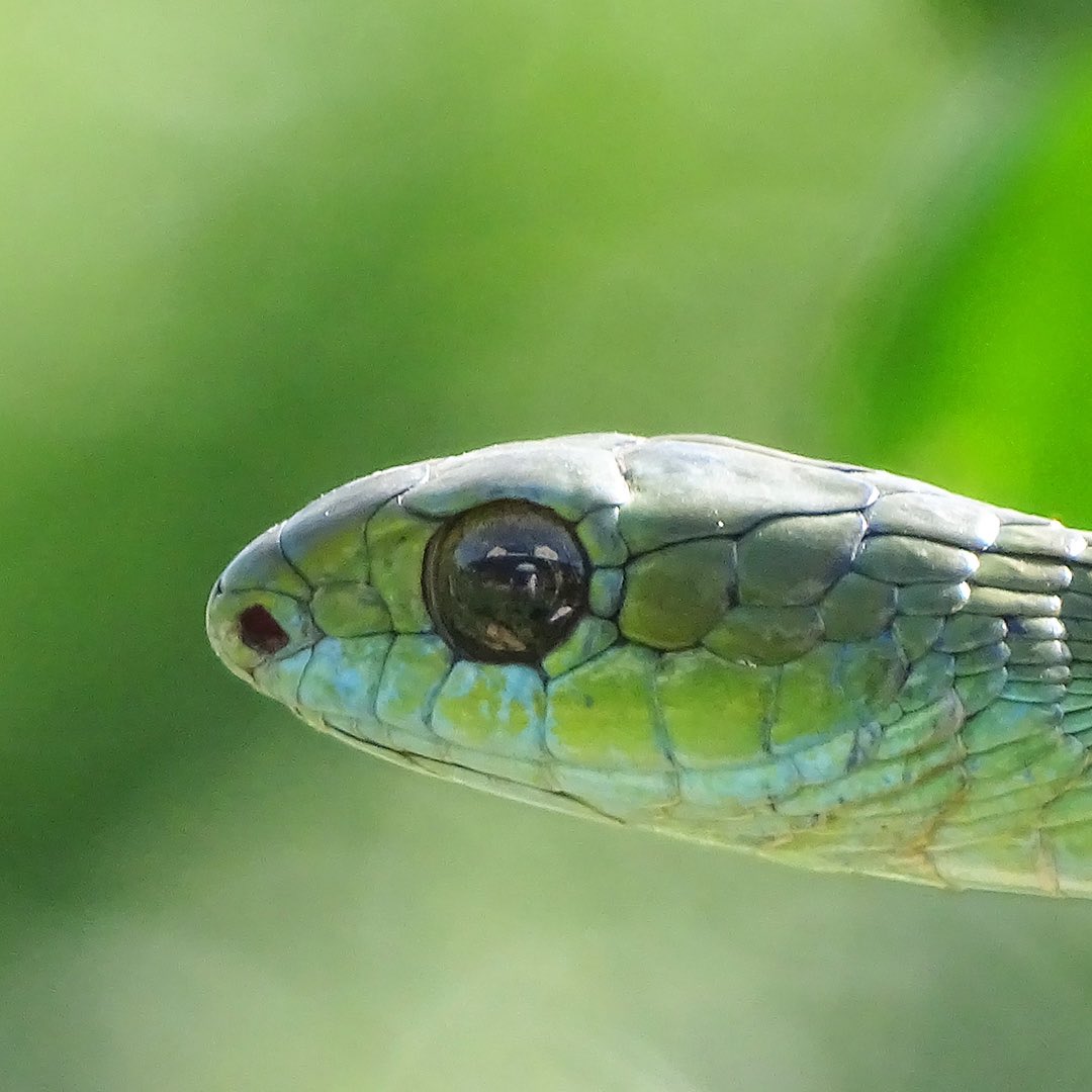 natgeotvturkiye's tweet image. Göz kırpmadan izleyen bir çift göz, kusursuz bir tasarım.

Zehir Dosyaları: Yılan Isırığının Anatomisi, pazar 20.00'de #WILD'da.