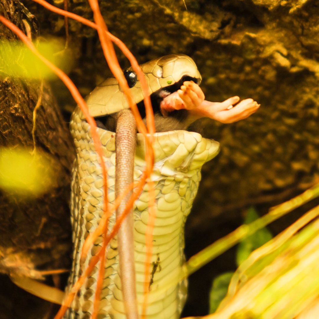 natgeotvturkiye's tweet image. Göz kırpmadan izleyen bir çift göz, kusursuz bir tasarım.

Zehir Dosyaları: Yılan Isırığının Anatomisi, pazar 20.00'de #WILD'da.