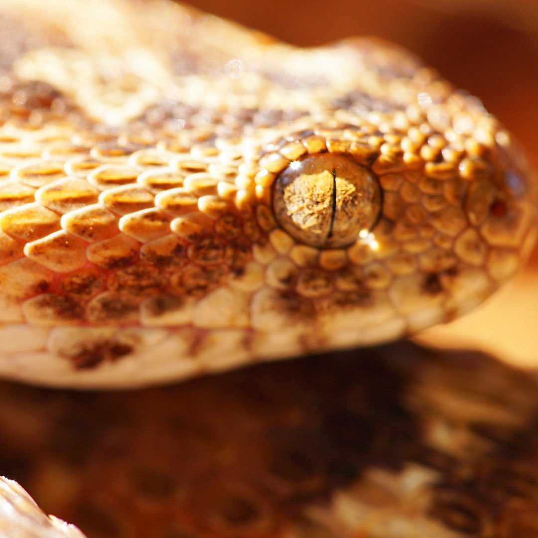 natgeotvturkiye's tweet image. Göz kırpmadan izleyen bir çift göz, kusursuz bir tasarım.

Zehir Dosyaları: Yılan Isırığının Anatomisi, pazar 20.00'de #WILD'da.