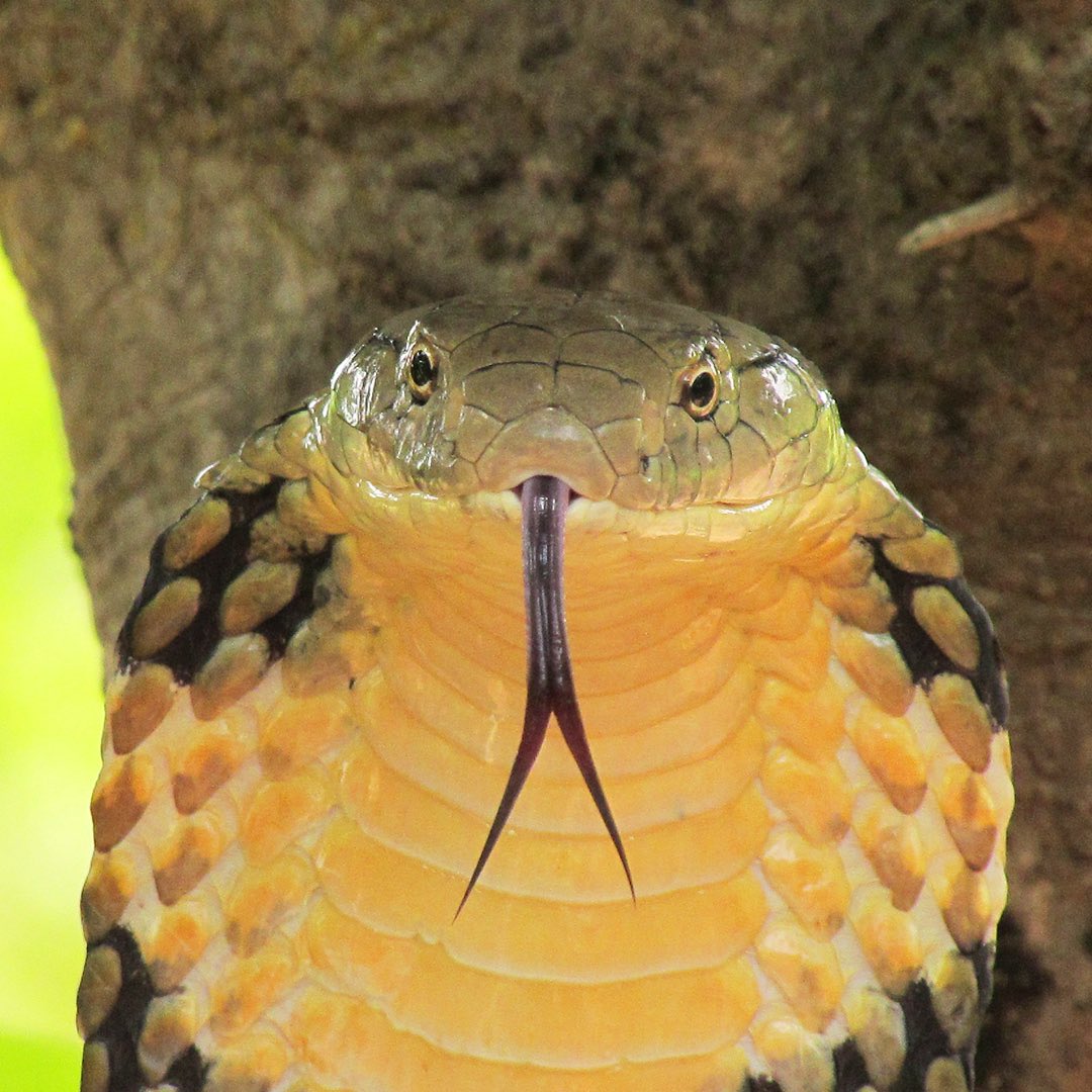 natgeotvturkiye's tweet image. Göz kırpmadan izleyen bir çift göz, kusursuz bir tasarım.

Zehir Dosyaları: Yılan Isırığının Anatomisi, pazar 20.00'de #WILD'da.