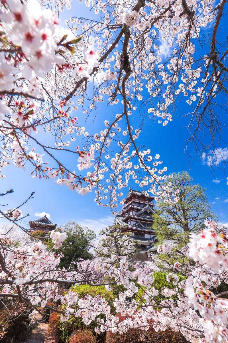 junichiro__t's tweet photo. 閉園から23年が経ち、桜の名所として定着しつつある旧伏見桃山城キャッスルランド

模擬天守を桜が包むような姿は随分様になります… https://t.co/S1zGrUqJn3