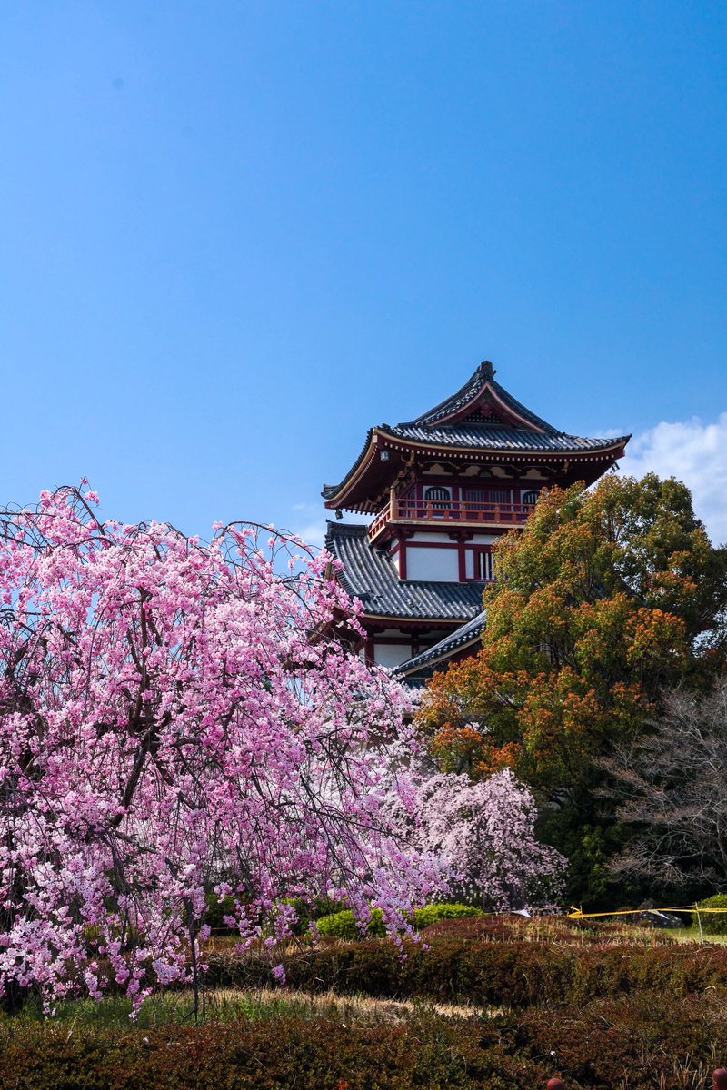 junichiro__t's tweet photo. 閉園から23年が経ち、桜の名所として定着しつつある旧伏見桃山城キャッスルランド

模擬天守を桜が包むような姿は随分様になります… https://t.co/S1zGrUqJn3