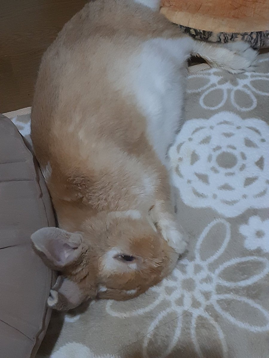 かけがえない存在、と言うコメントと一緒にアルバムからピックアップされた写真です。
本当にそう。かけがえない存在です🥰
命日が近づいてきてるせいか眠れない日が増えてます。
２日続けて眠れなかった日はしんどかったです。
柚ﾁｬﾝに会いたいなぁ❤️