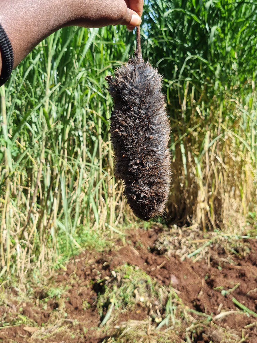 chepkemoi 🦋 tweet media