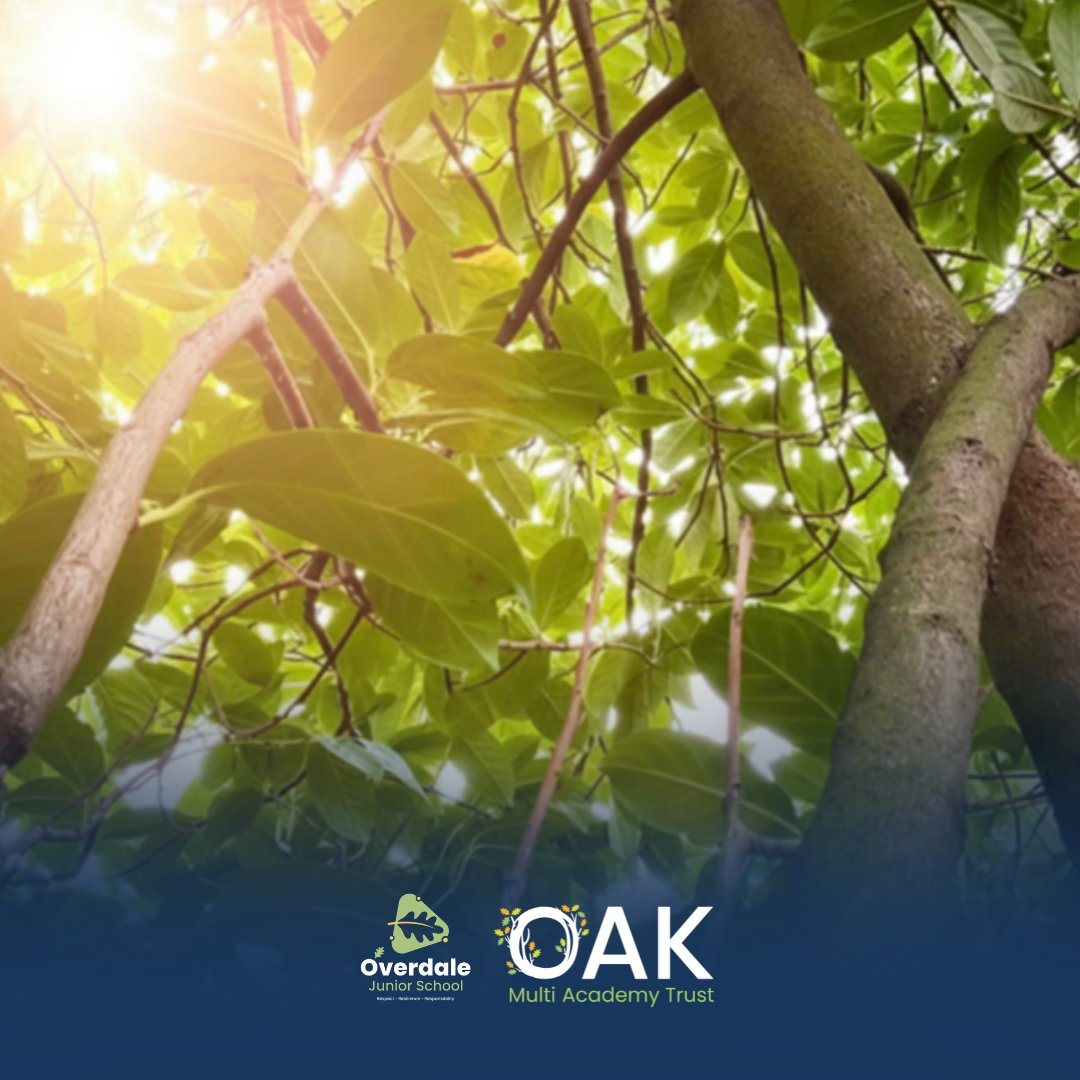 OakMATrust's tweet image. Year 6 pupils at Overdale Junior School, part of OAK, got creative for #BritishScienceWeek 📸
Exploring woodland spaces, they captured and edited nature photography as part of a class competition.
At OAK, we value outdoor learning as a way to inspire curiosity.