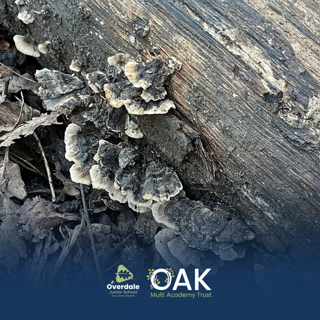 OakMATrust's tweet image. Year 6 pupils at Overdale Junior School, part of OAK, got creative for #BritishScienceWeek 📸
Exploring woodland spaces, they captured and edited nature photography as part of a class competition.
At OAK, we value outdoor learning as a way to inspire curiosity.