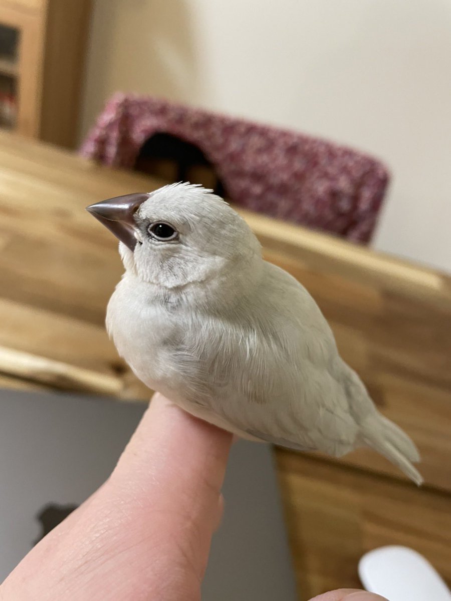 しらたま𓅫 tweet media