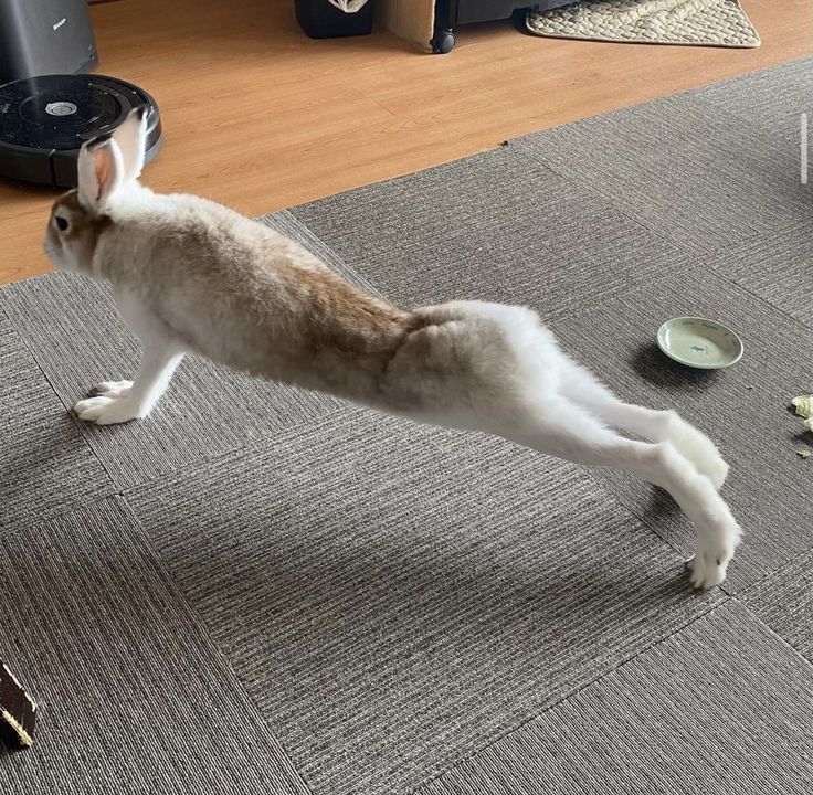 Cutes Animals tweet media