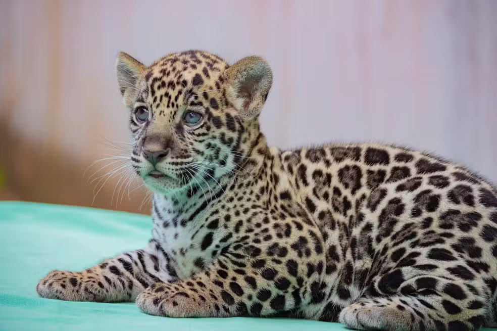 Amazônia No Ar tweet media