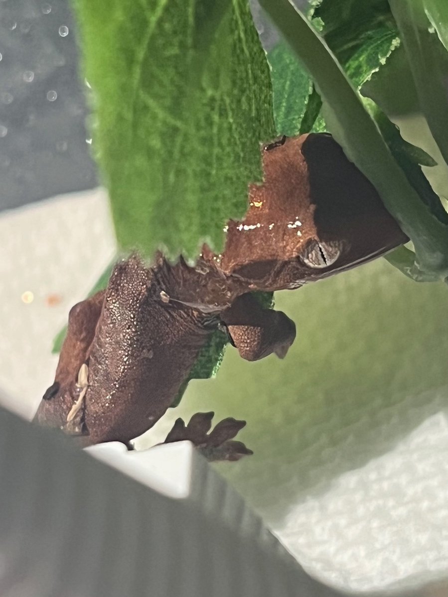 ナナシ tweet media