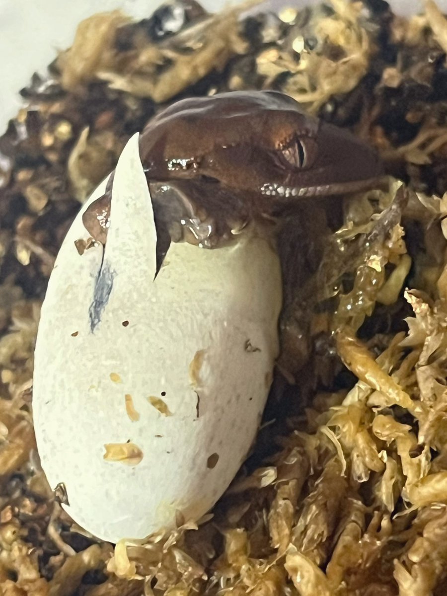 ナナシ tweet media