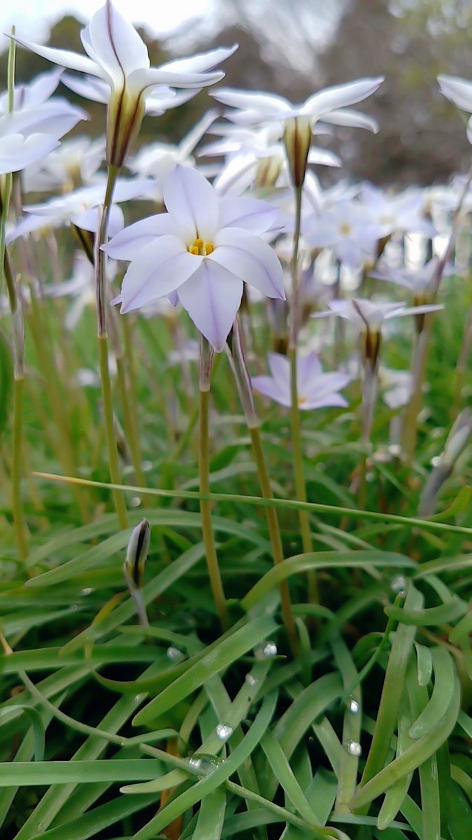 青井 茂林@ぽんぽこちゃぐま tweet media