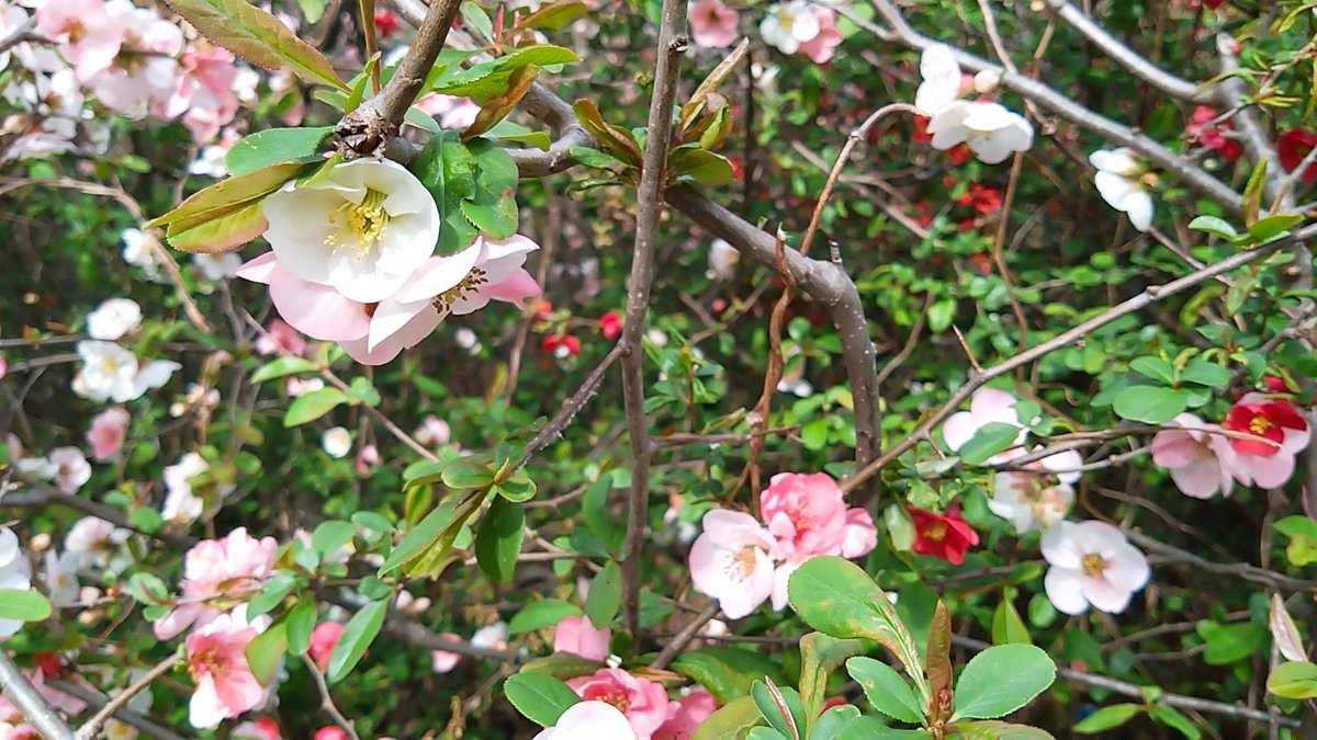 青井 茂林@ぽんぽこちゃぐま tweet media