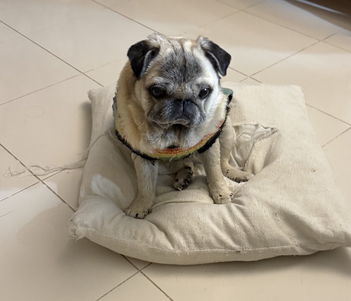 長南花歩（ちょうなんかほ） tweet media