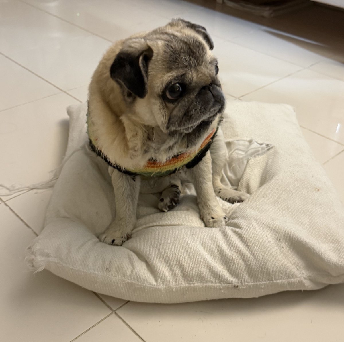 長南花歩（ちょうなんかほ） tweet media