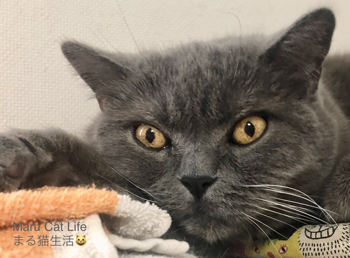 まる猫生活 tweet media