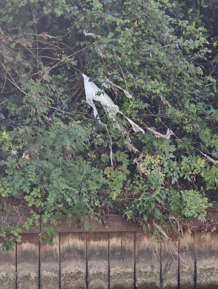 piapiapiax78's tweet image. Jospin : Incarnation de la gauche rassemblée 

Payan : incarnation de la gauche clientéliste Marseillaise sans identité, sans programme, parasite d'argent public, pour une ville-porcherie digne du tiers monde.

#macron20h
#cmacgm #saade #municipalesàparis
#municipales2026