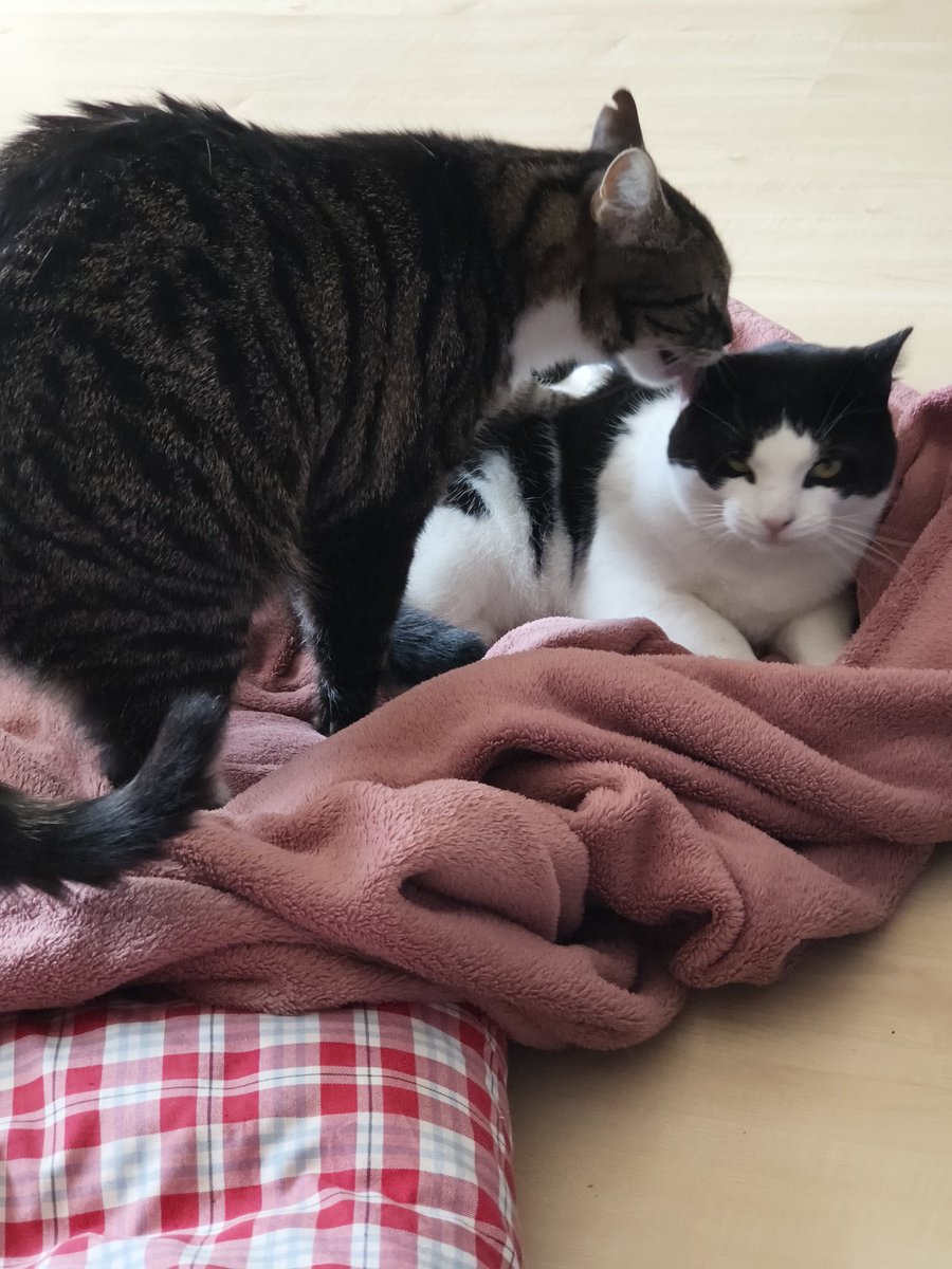 CatWithGeologists tweet media