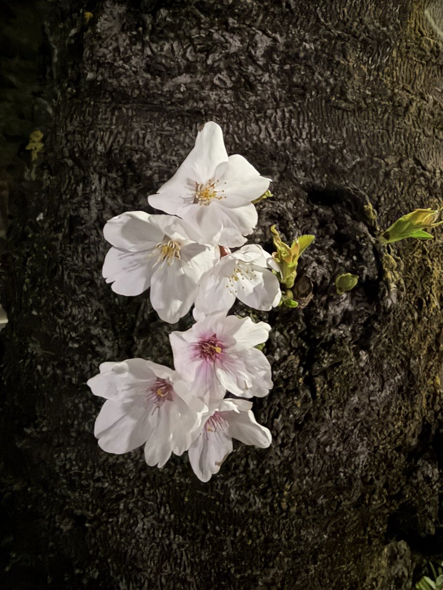 エメさぶ tweet media