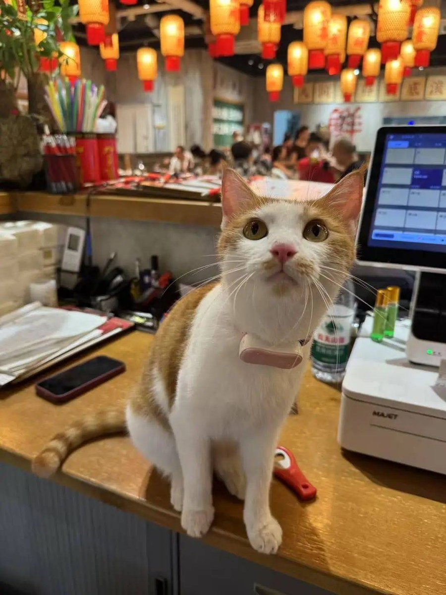 Merrill Lee tweet media