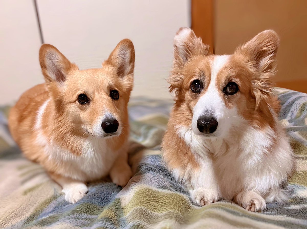 りのきや(はなうら姉妹) tweet media