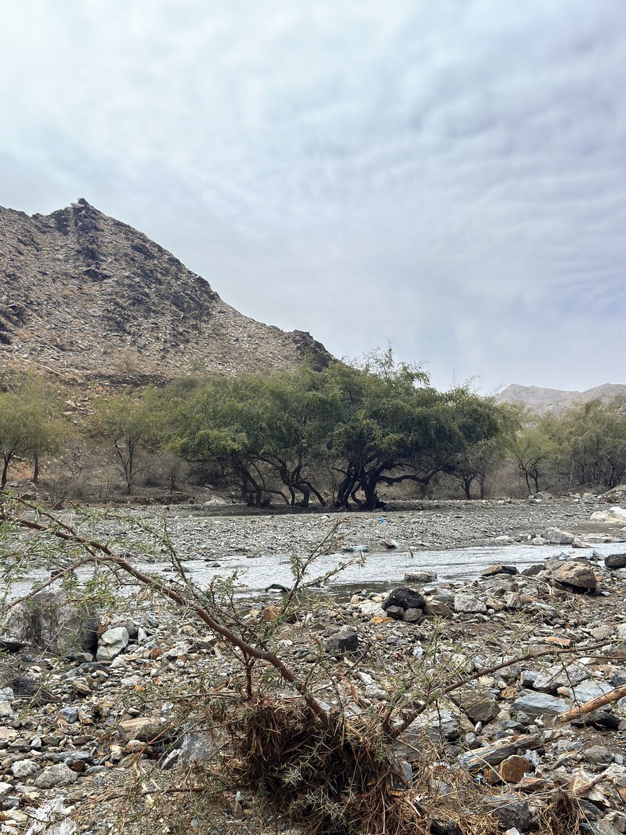 فاطمة الغامدي tweet media