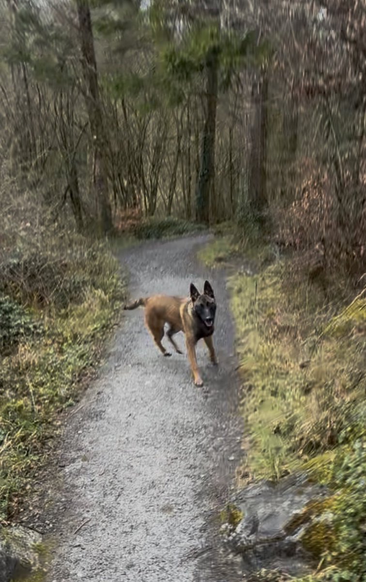 Luna 🐕 Solana’s Lunatix tweet media