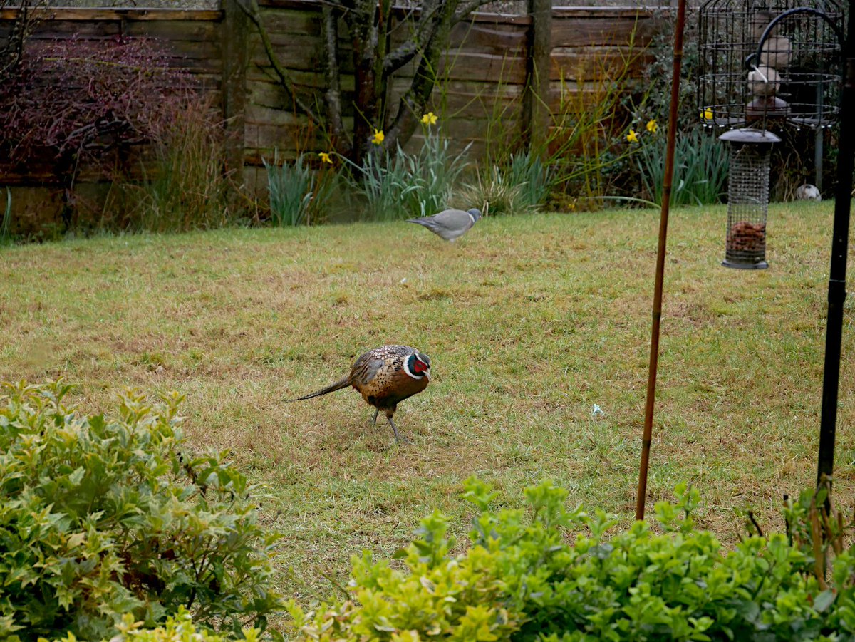 paulshaw's tweet image. I haven't so much helped out the lawn with grass seed &amp;amp; feed, as given the local birds an almost unlimited buffet. Since doing it I don't think I've looked out the window and not seen a pheasant pecking away. #garden #grass #lawn #pheasant