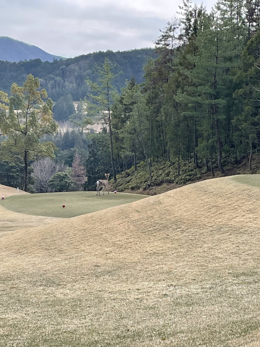 森大輔（司法書士・行政書士） tweet media