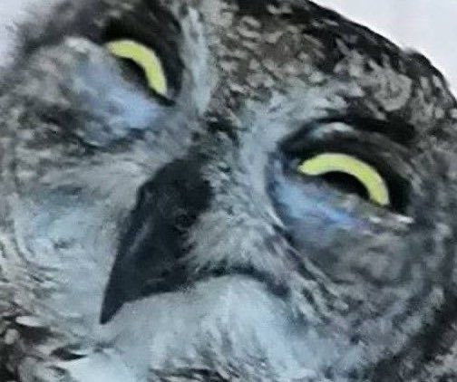 부엉이 tweet media