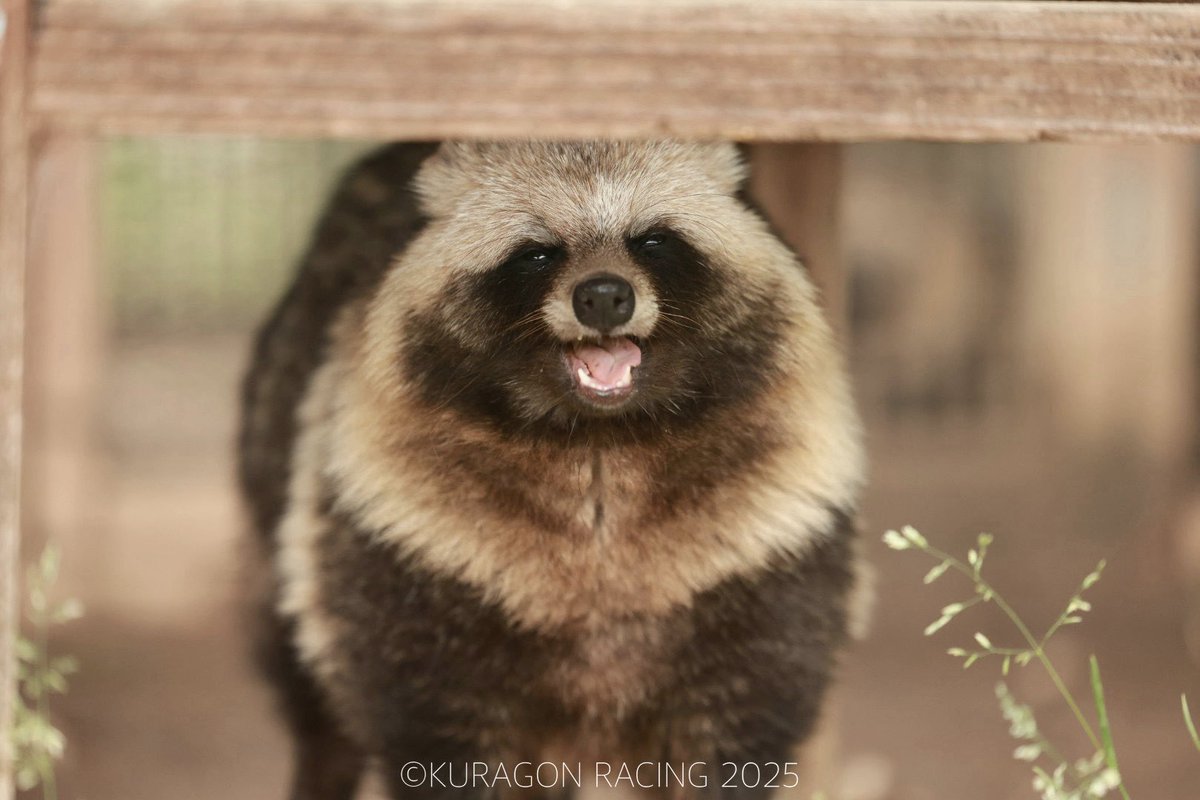 クラゴン親方ฅ(^ΦωΦ^ฅ)ﾆｬｱ tweet media