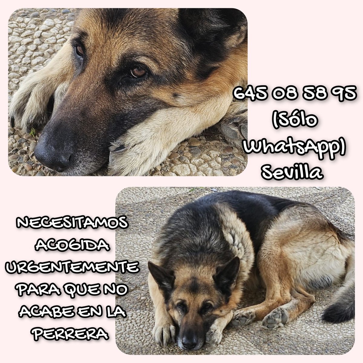 SOS Abuelos tweet media