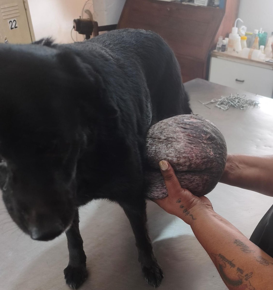 Giovanna Moreno tweet media